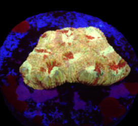 Favia sp. (Ultra) (DJM frag) o 110