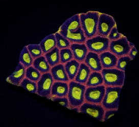 Favites complanata (Dragon Soul)