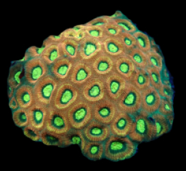 Favites complanata (Special Colored) (XL) pb 199