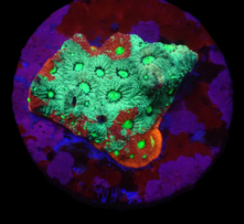 Favites pentagona (Ultra) (DJM frag) o 067