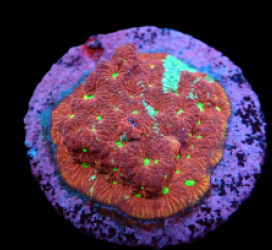 Favites pentagona (Ultra) (DJM frag) pb 310