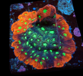 Favites pentagona (Ultra) (frag) pb 016