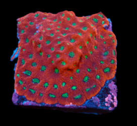 Favites pentagona (Ultra) (M) pb 042