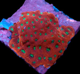 Favites pentagona (Ultra) (M) pb 079