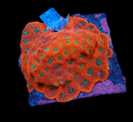 Favites pentagona (Ultra) (M) pb 616