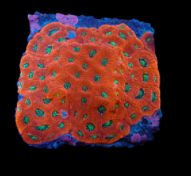 Favites pentagona (Ultra) (M) pb 627