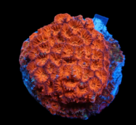 Favites sp. (Red Ultra) (L) pb 019