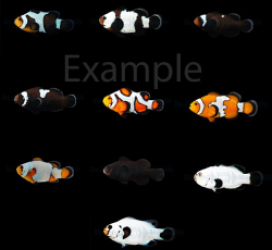 DJM bred fish package 12 (Designers)