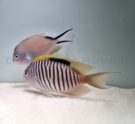 Genicanthus caudovittatus (pair)