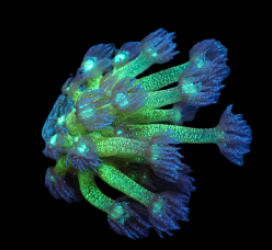 Goniopora spp. (Blue-Green Glitter) (frag)