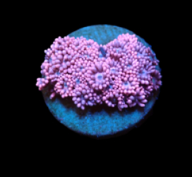 Goniopora sp. (Baby Pink) (S) pb 186