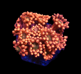 Goniopora sp. (Red-Green Center) (frag) pb 353