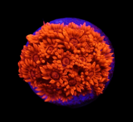 Goniopora spp. (Red) (Ultra) (frag)