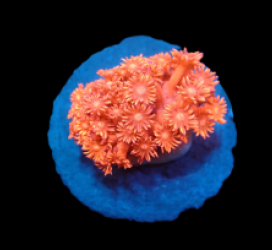 Goniopora sp. (Red) (Ultra) (S) pb 309