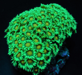 Goniopora spp. (Premium)