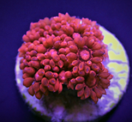 Goniopora spp. (Red) (Ultra) (frag)