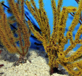 Gorgonia spp. (Colored)