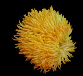 Heteractis crispa (Bright Yellow) (M)