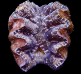 Hippopus hippopus