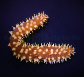 Holothuria (Mertensiothuria) hilla