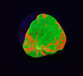 Homophyllia australis (Bleeding Apple) (frag) o 182