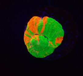 Homophyllia australis (Bleeding Apple) (frag) o 222