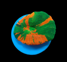 Homophyllia australis (Bleeding Apple) (frag)