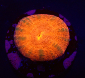 Homophyllia australis (Red) (DJM frag) o 352