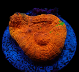 Homophyllia australis (Reverse Bleeding Apple) (frag) pb 198