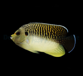 Apolemichthys kingi