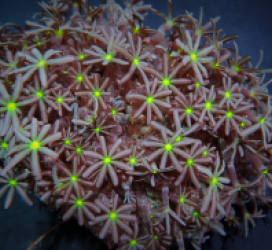 Knopia octocontacanalis