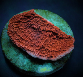 Montipora spp. (Laminar) (Orange/Red) (frag)