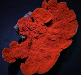 Montipora spp. (Laminar Orange/Red)