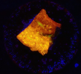 Leptoseris mycetoseroides (Jack O Lantern) (DJM Grown) o 300