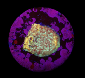 Leptoseris sp. (Special Selected) (DJM Frag) o 230