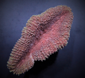 Lobophyllia spp. (Common)