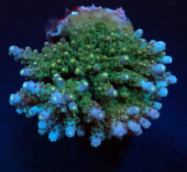 Acropora spp. (Maricultured) (Premium)