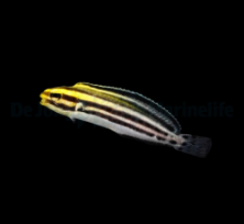 Meiacanthus grammistes - DJM Bred