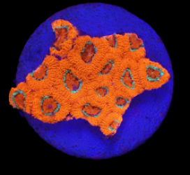 Micromussa amakusensis (Super Red) (DJM frag) o 007