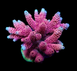 Acropora millepora (Red-Pink)