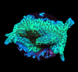 Montipora capitata (Green) (DJM Grown) pb 624