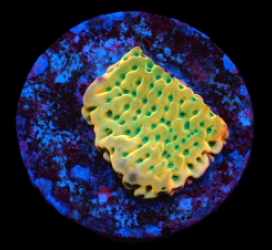 Montipora danae (JF Beach Bum) (frag) pb 032