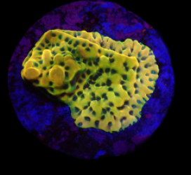 Montipora danae (Ultra) (frag) o 422