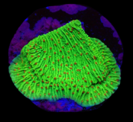 Montipora sp. (Raspberry Lemonade) (DJM Grown) o 370