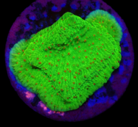 Montipora sp, (Raspberry Lemonade) (DJM Grown) o 660