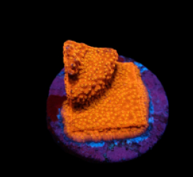 Montipora sp. (Sunburst) (DJM frag) pb 102