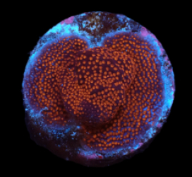 Montipora sp. (Superman) (DJM frag) pb 128