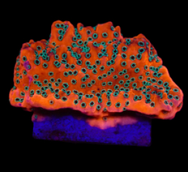 Montipora spp. (WWC Dragon Fruit) (frag)