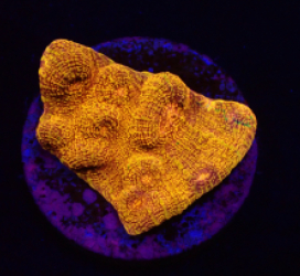 Mycedium elephantotus (24k) (DJM frag) o 384