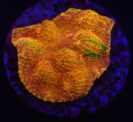 Mycedium elephantotus (24k) (Green Graft) (DJM frag) o 388